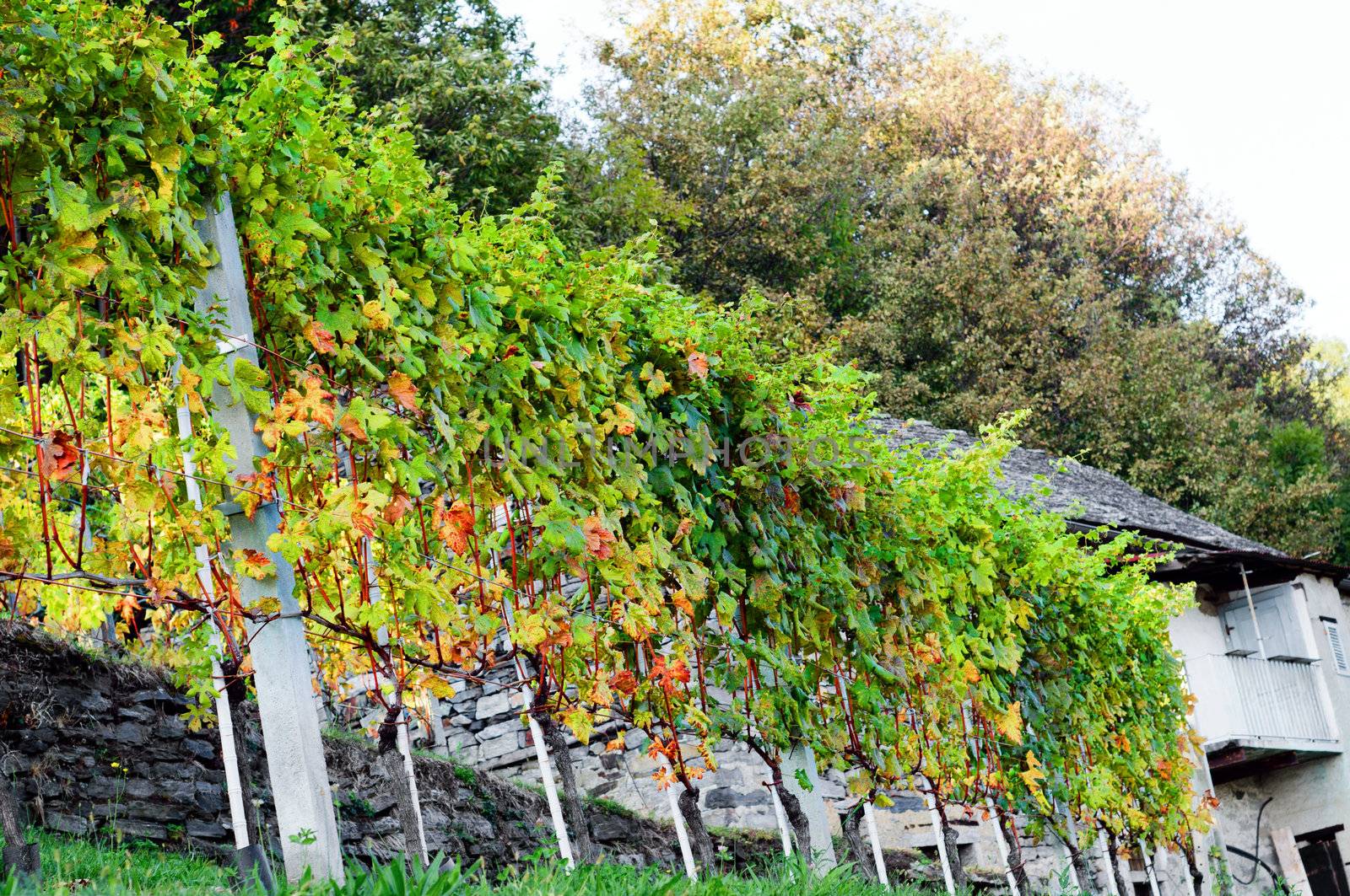 An italian vineyard is turning red and yellow at the beginning of the autumn