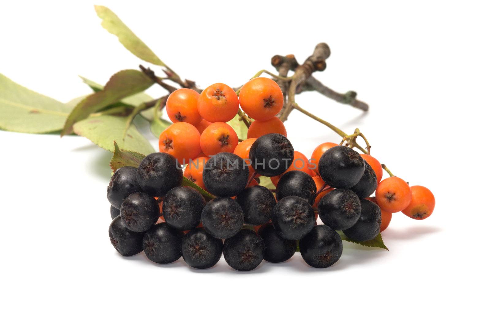 Berries red and black ashberry on a white background.