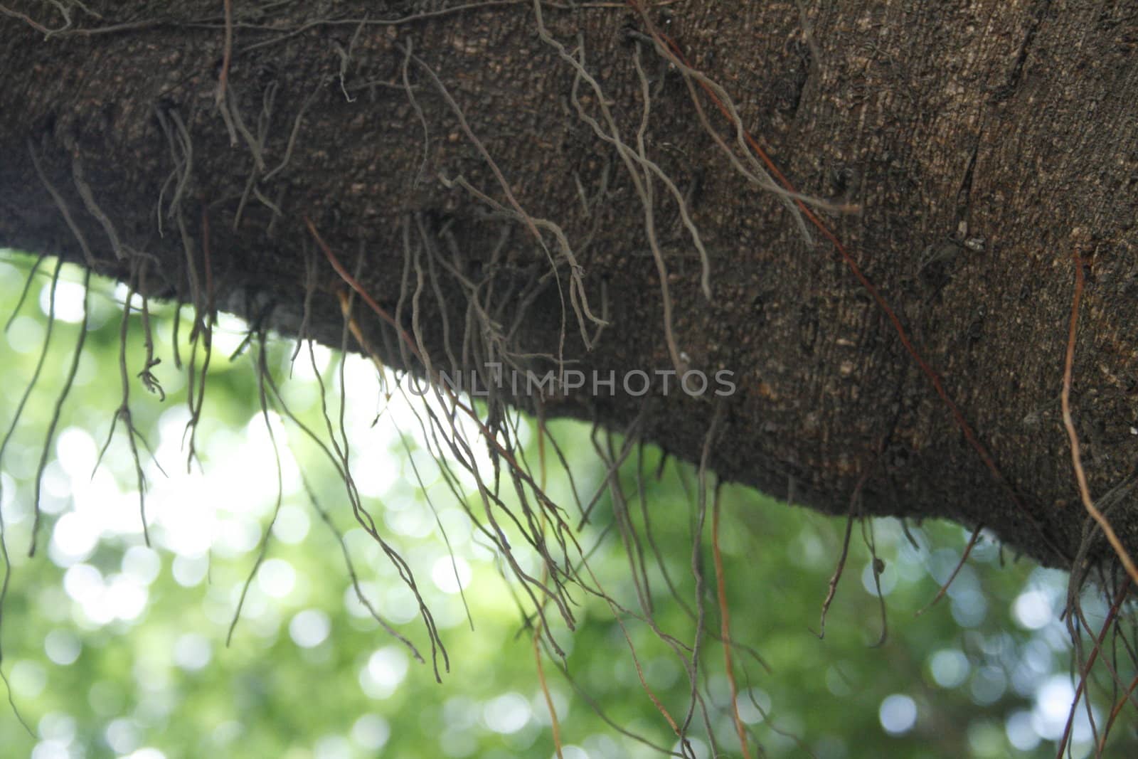 Aerial root tree