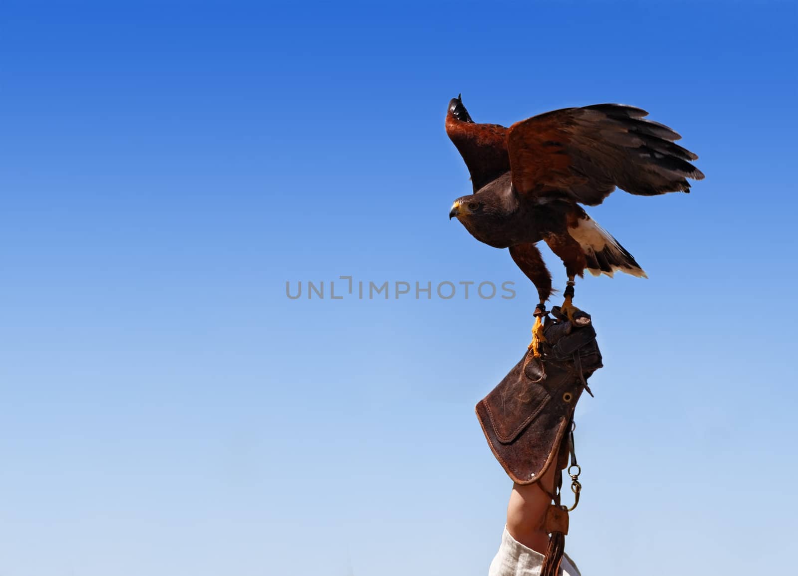 Image of a bird tamer's hand with a bird of prey, against a blue sky.