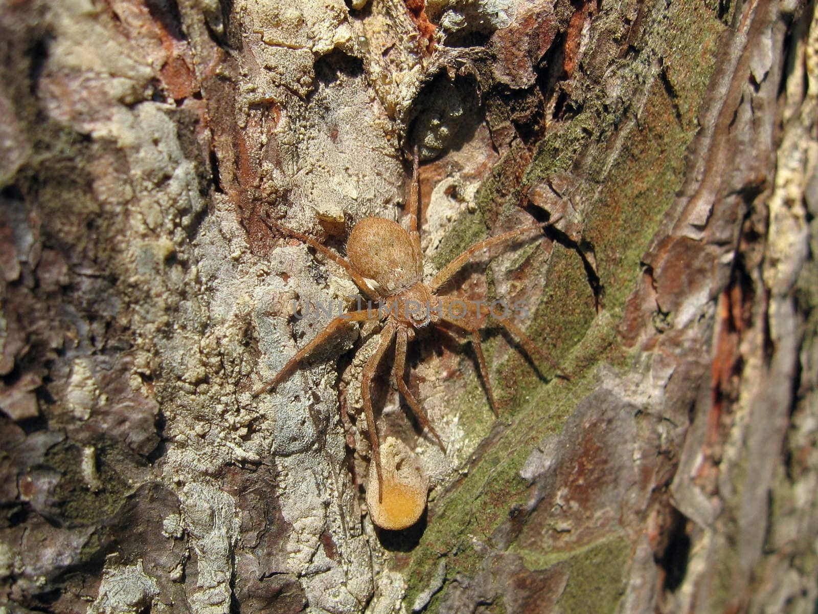 Large orange spider on a tree background
