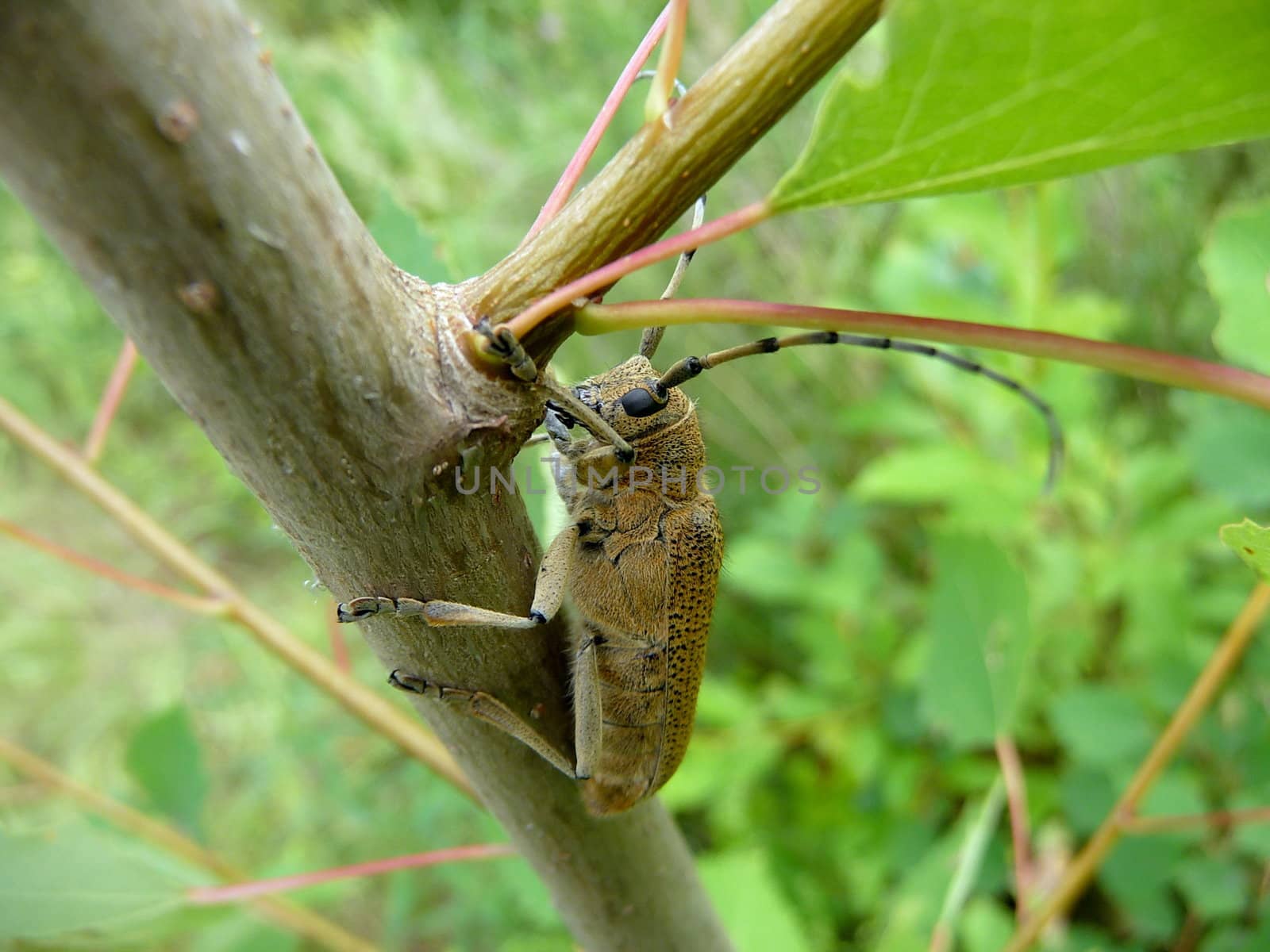 Large bug with long antennas on the tree