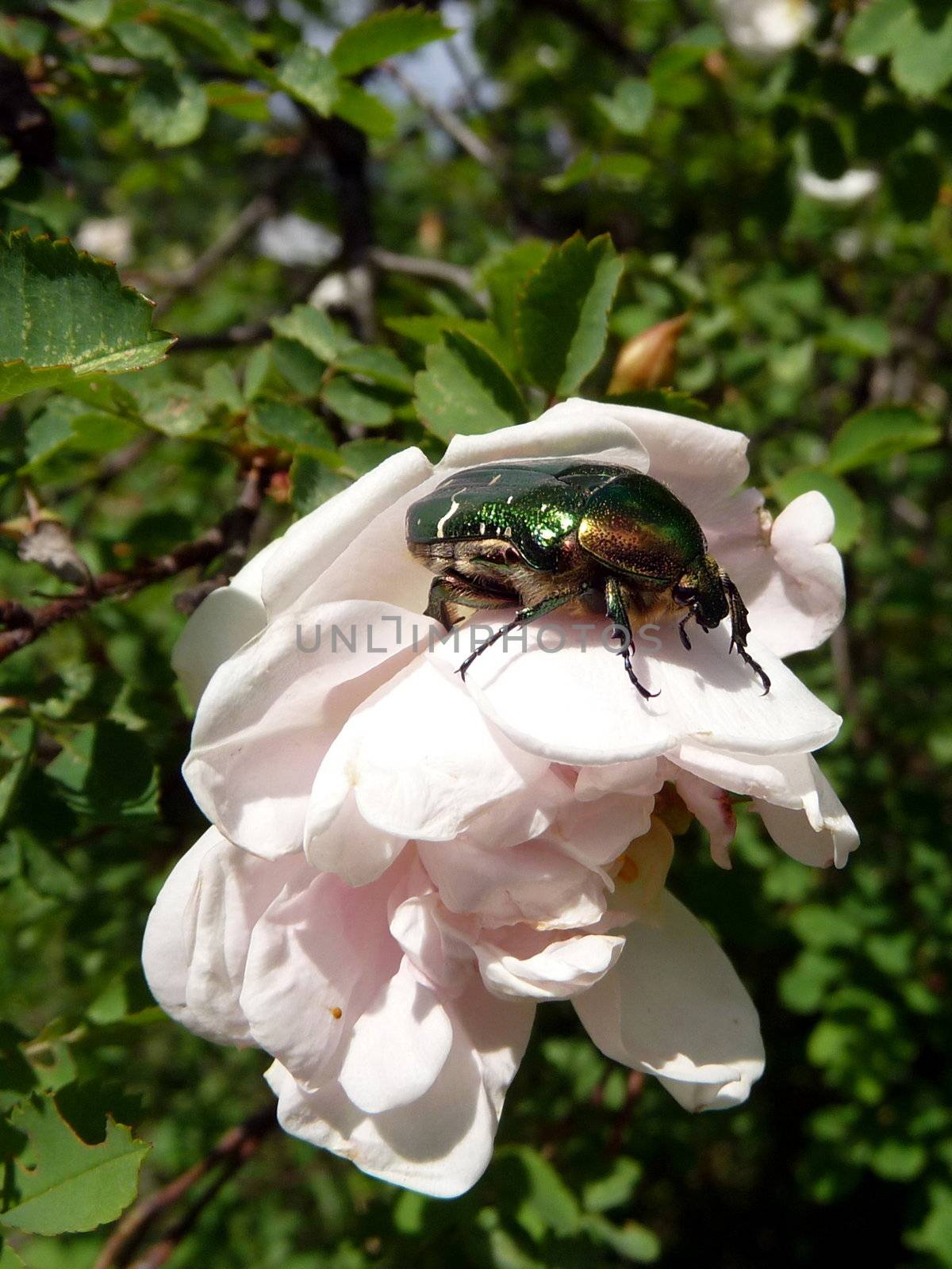 Beetle on white flower by tomatto