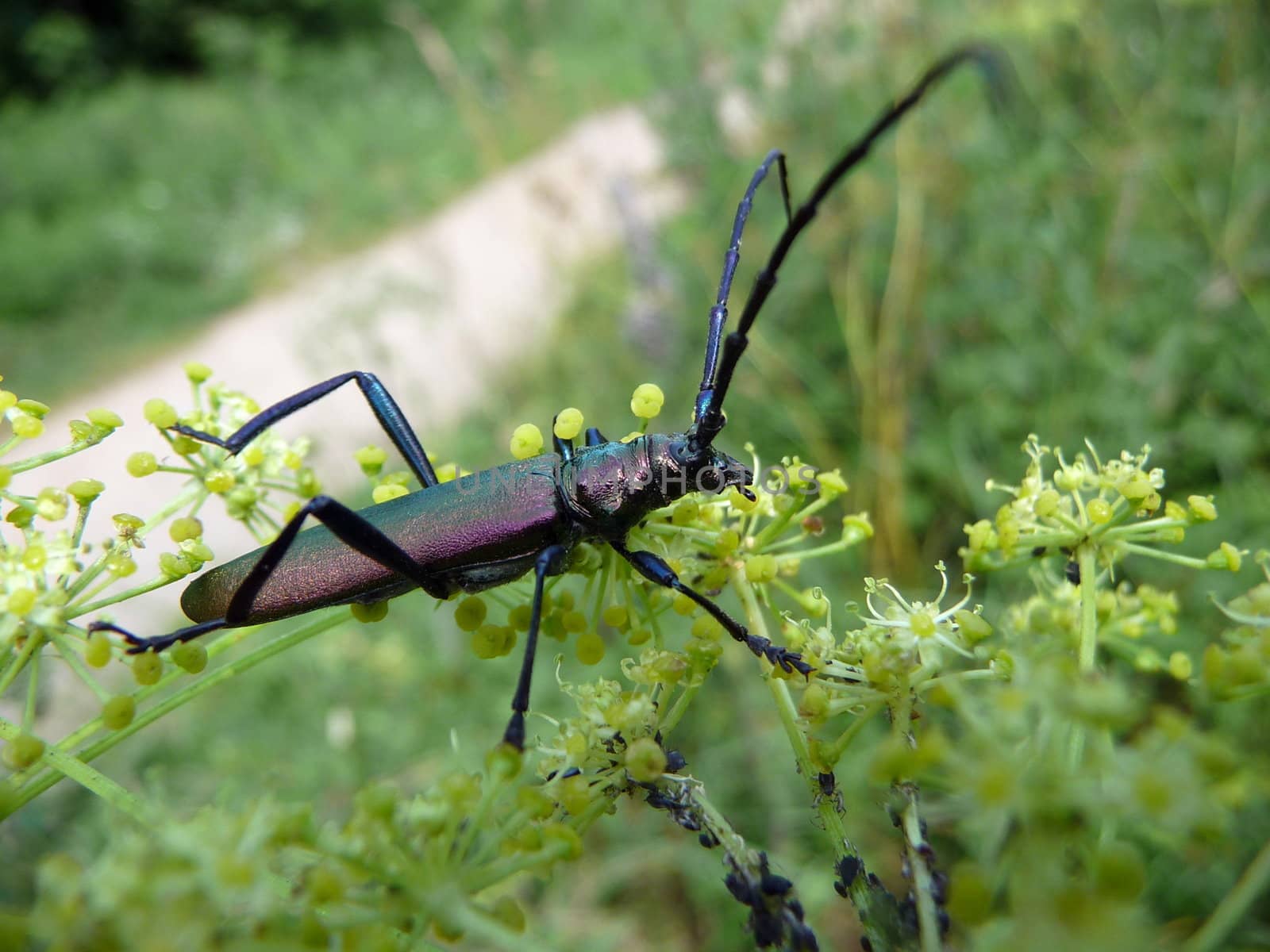 Darken blue beetle with long antennas on flower