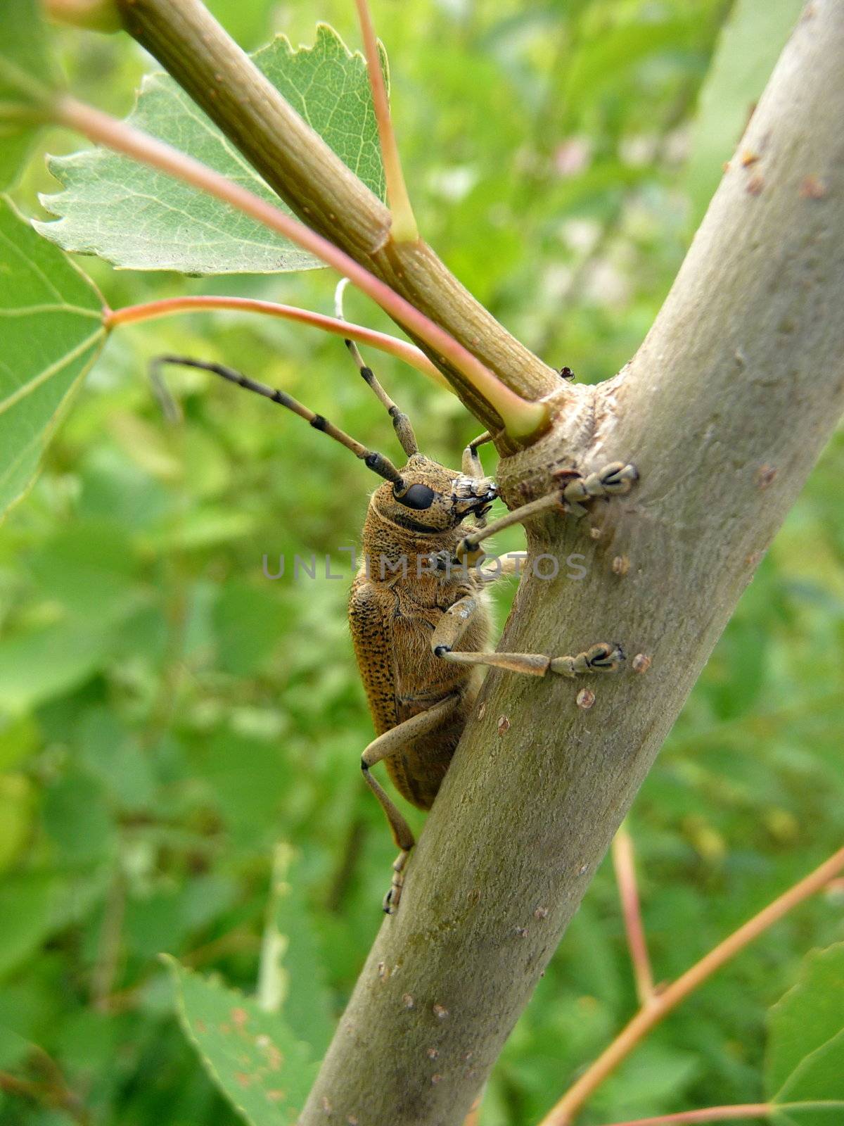 Large bug with long antennas on the branch