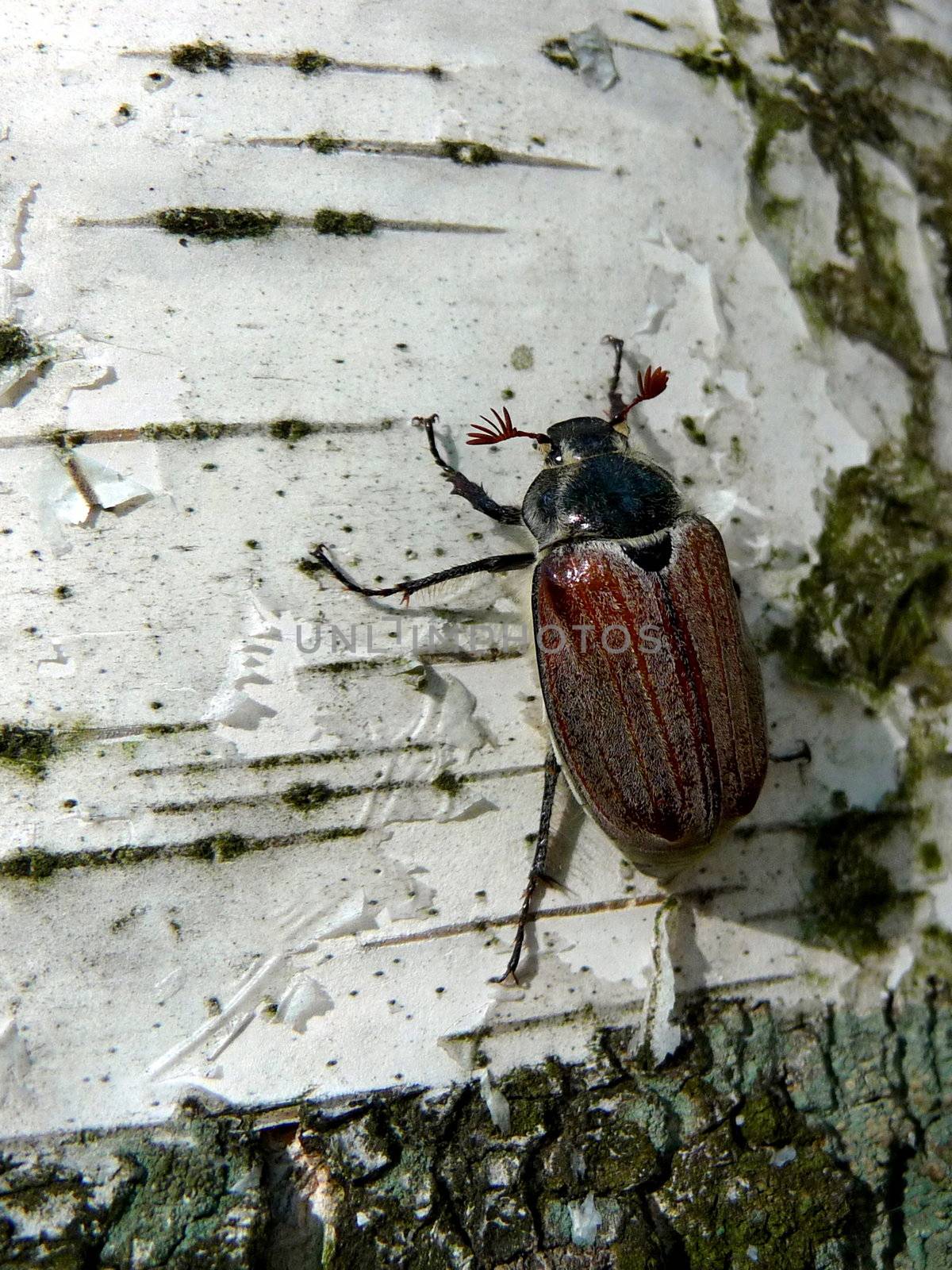 Maybug on the white birch, spring shot