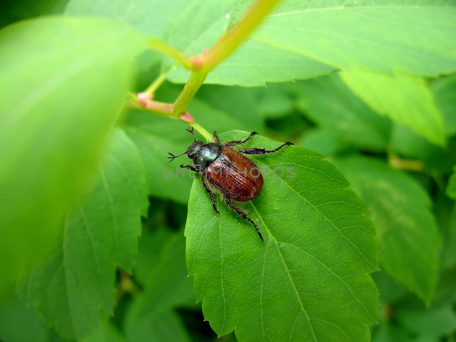 Beetle on the green leaves at forest