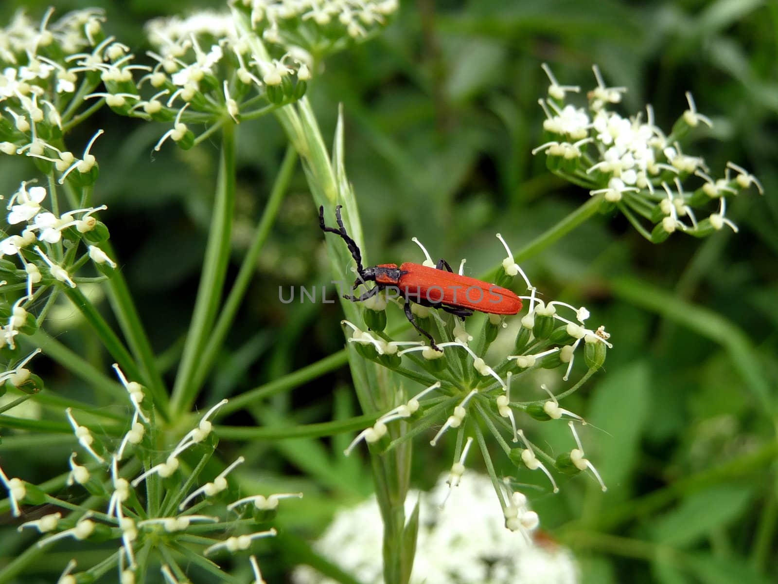 Red bug by tomatto