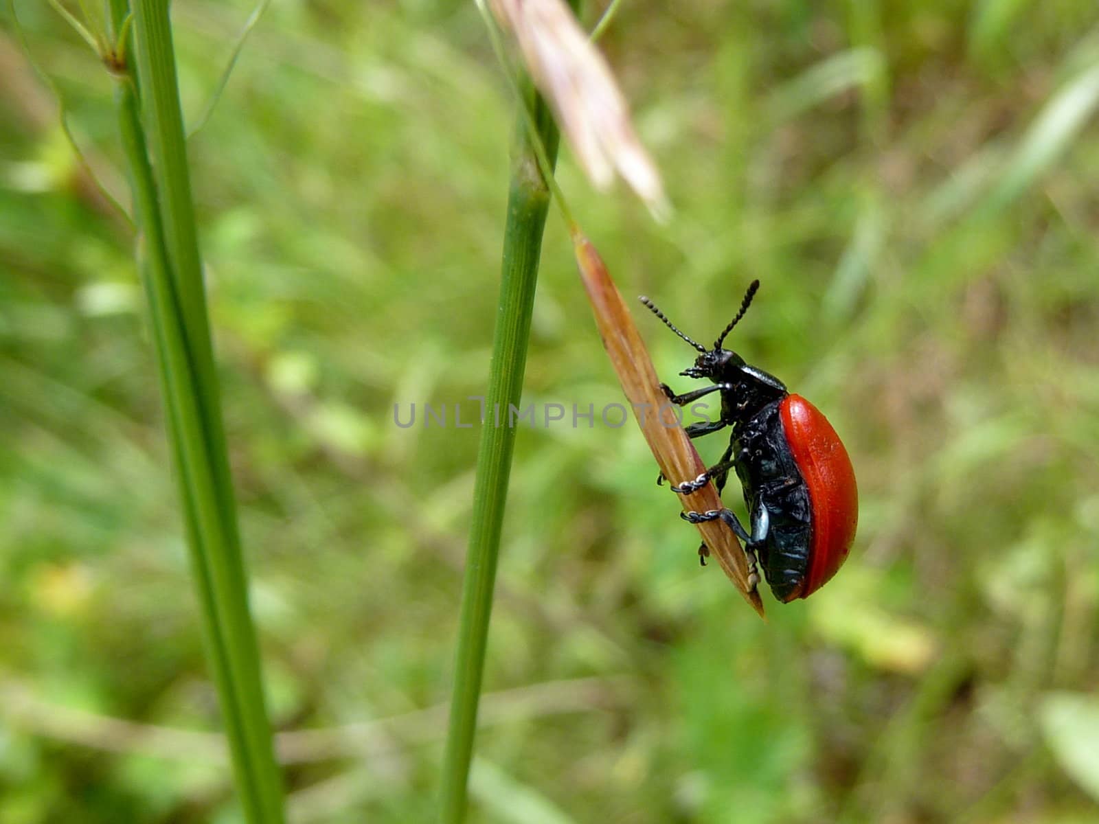 Small red bug sits on the grass