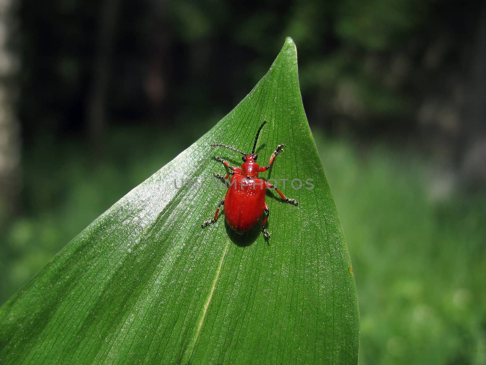 Red bug on leaf by tomatto