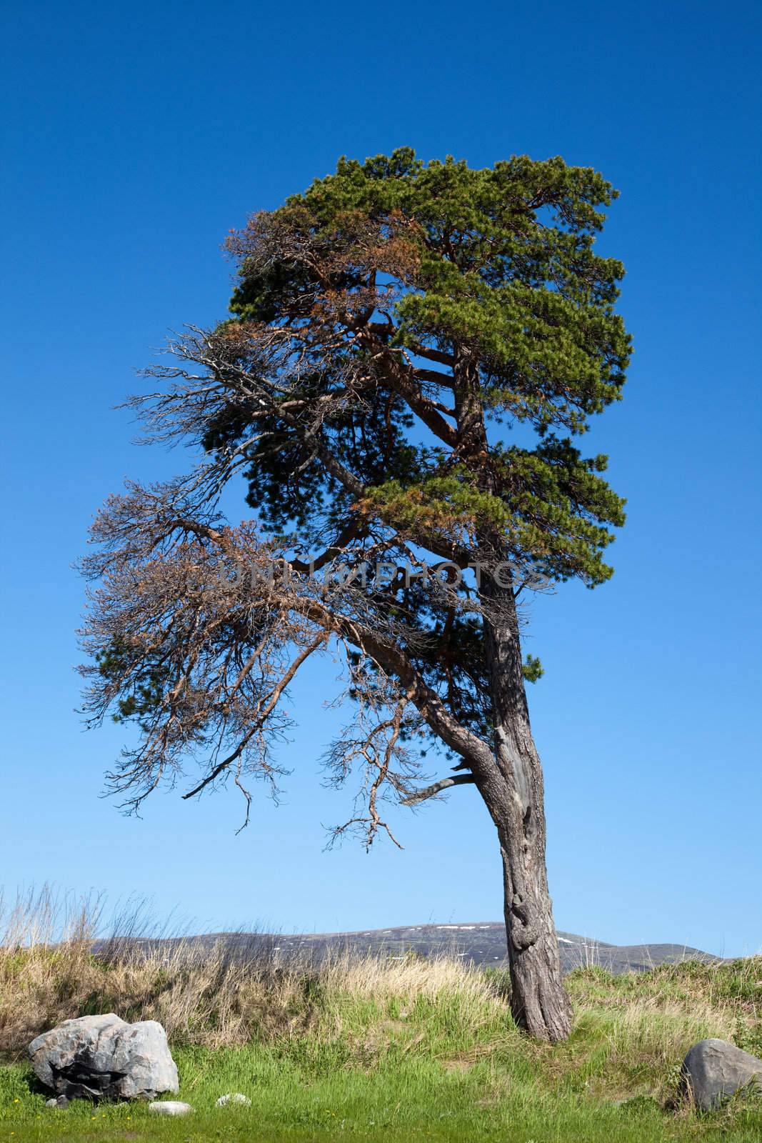 Lone old tree against a blue sky