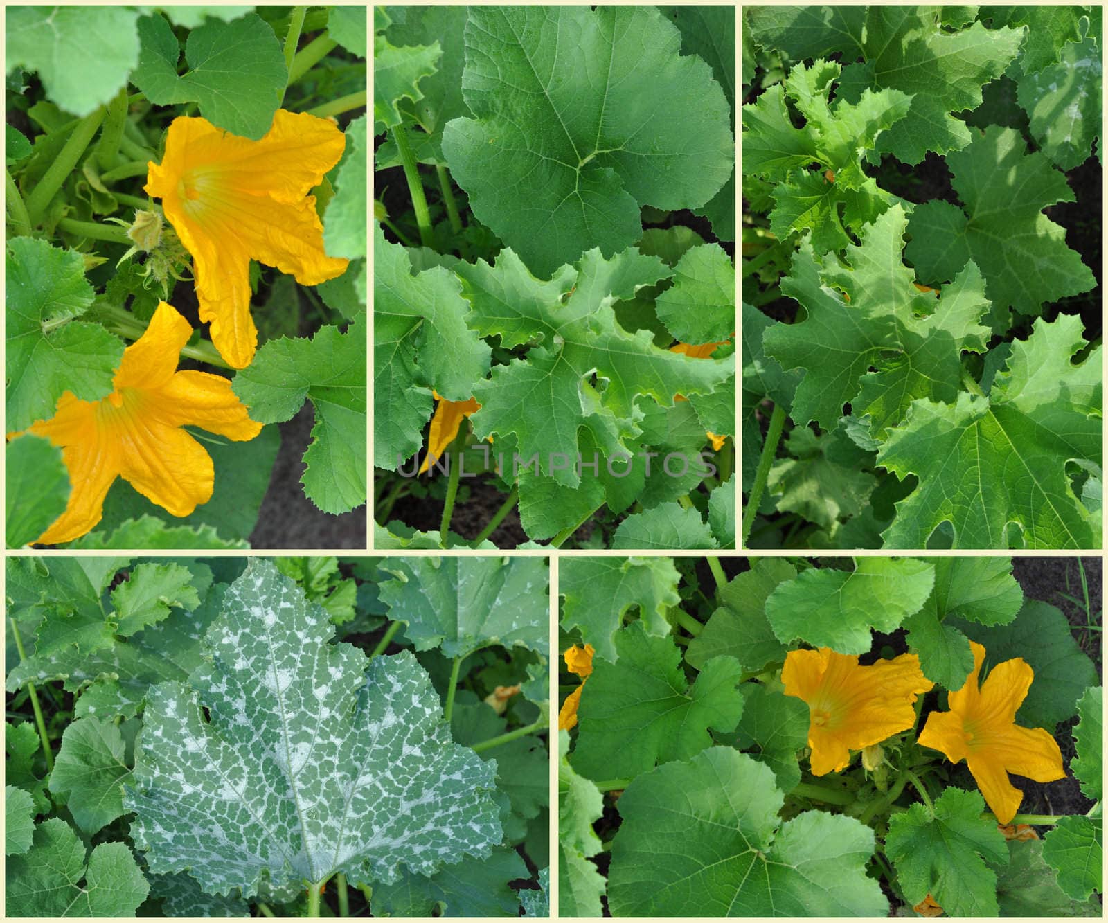 Leaves and flowers of vegetable marrows, July, central Russia, set