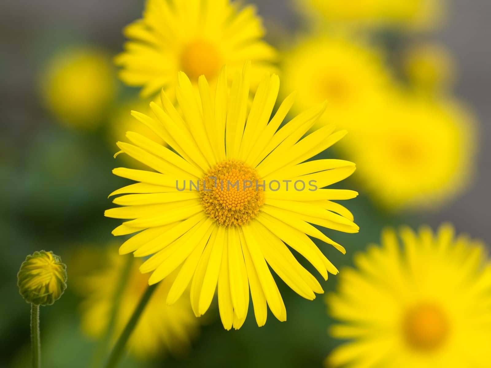 Summer yellow flowers Doronicum. Ornamental plant in the Asteraceae family.