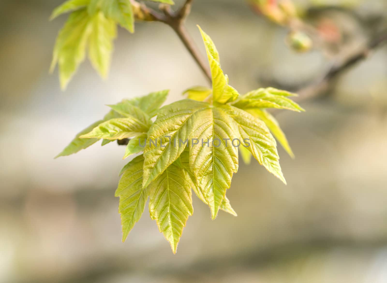 maple tree branch with spring buds and young leaves, macro