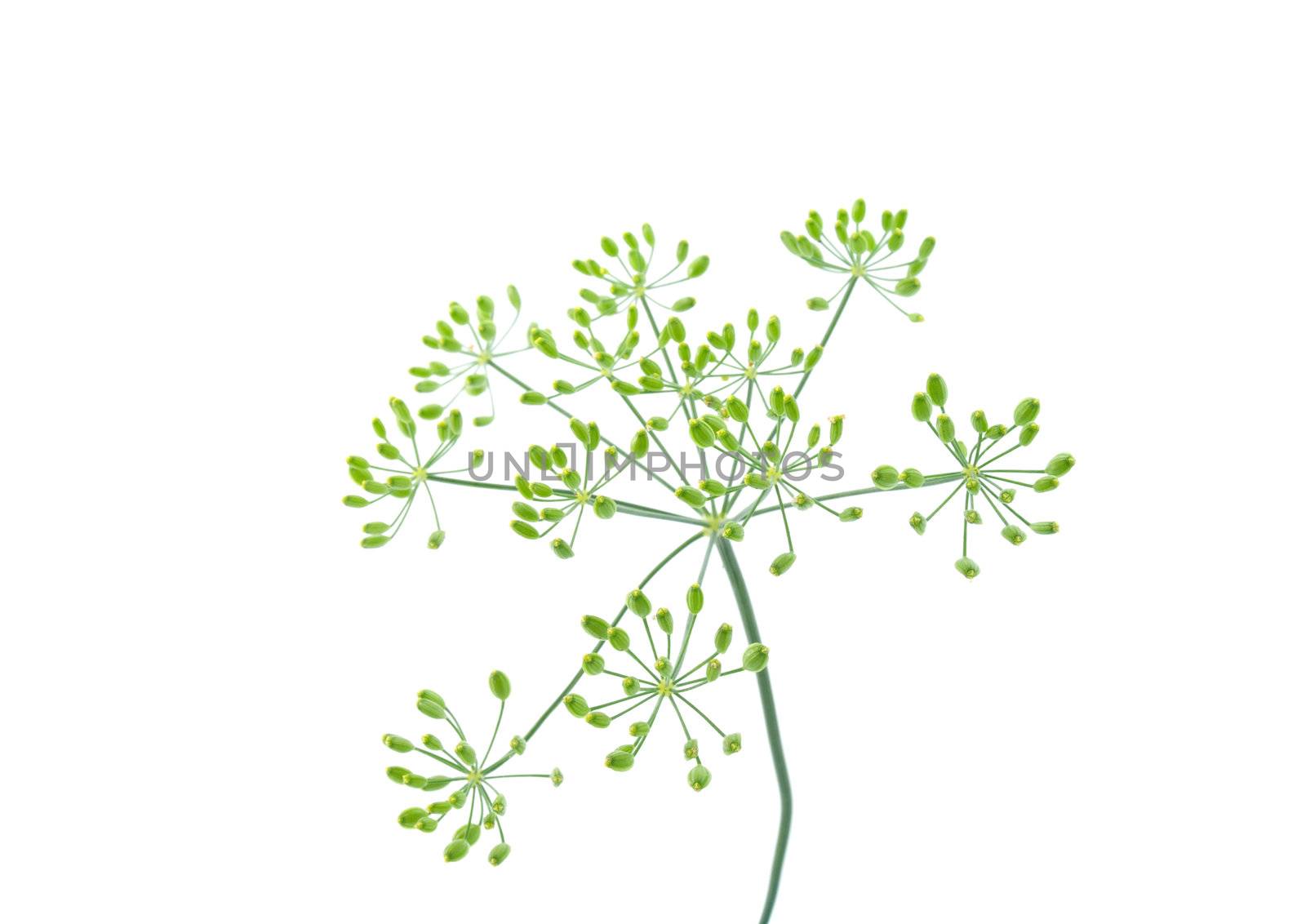 Close-up of dill 