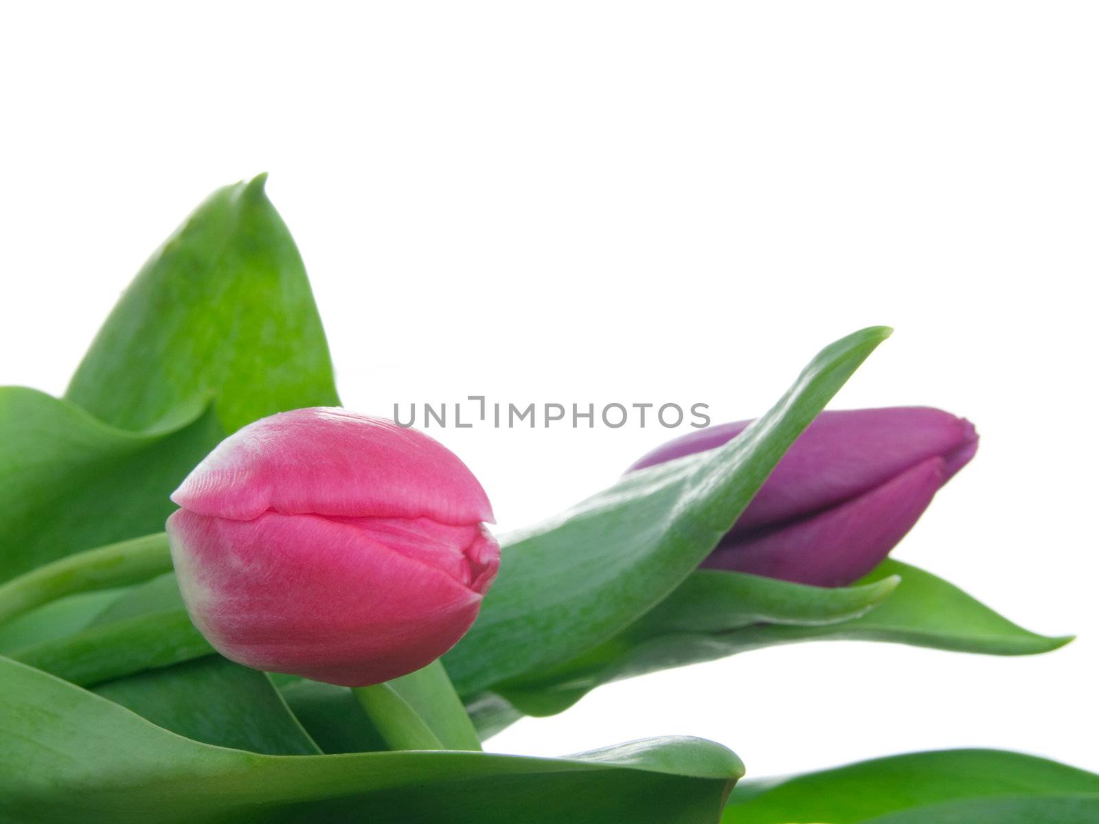 tulips on isolated background 