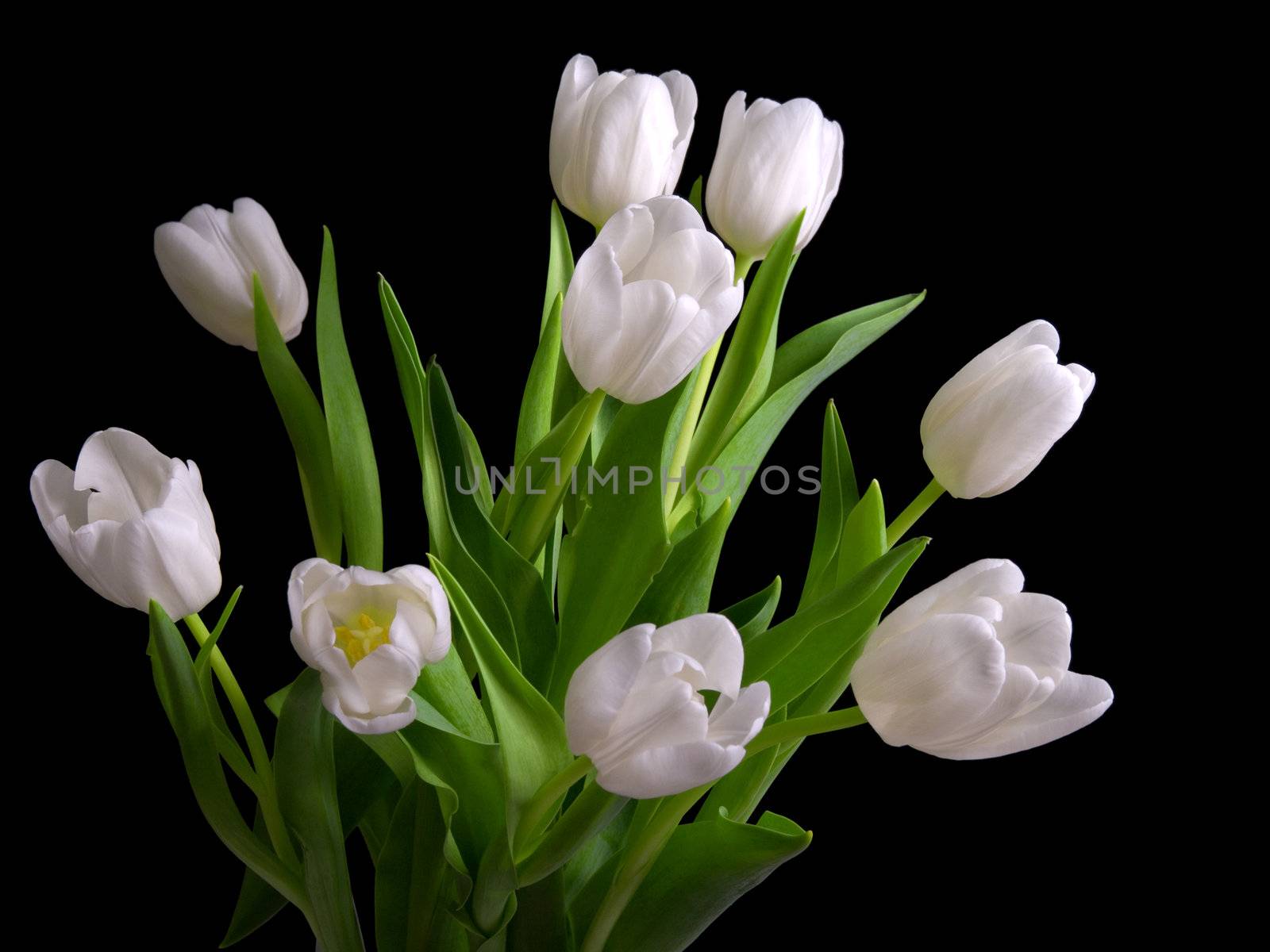 white tulips on black background  by motorolka