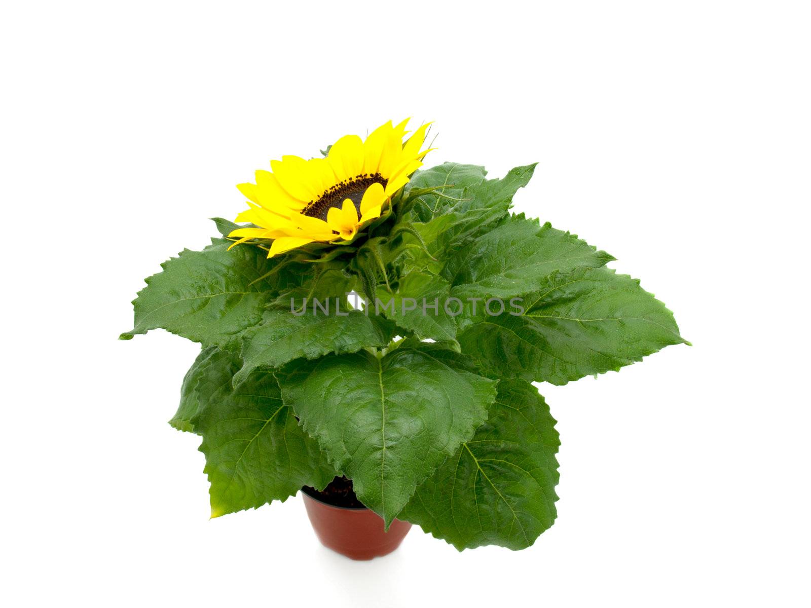 Sunflower isolated on white background 