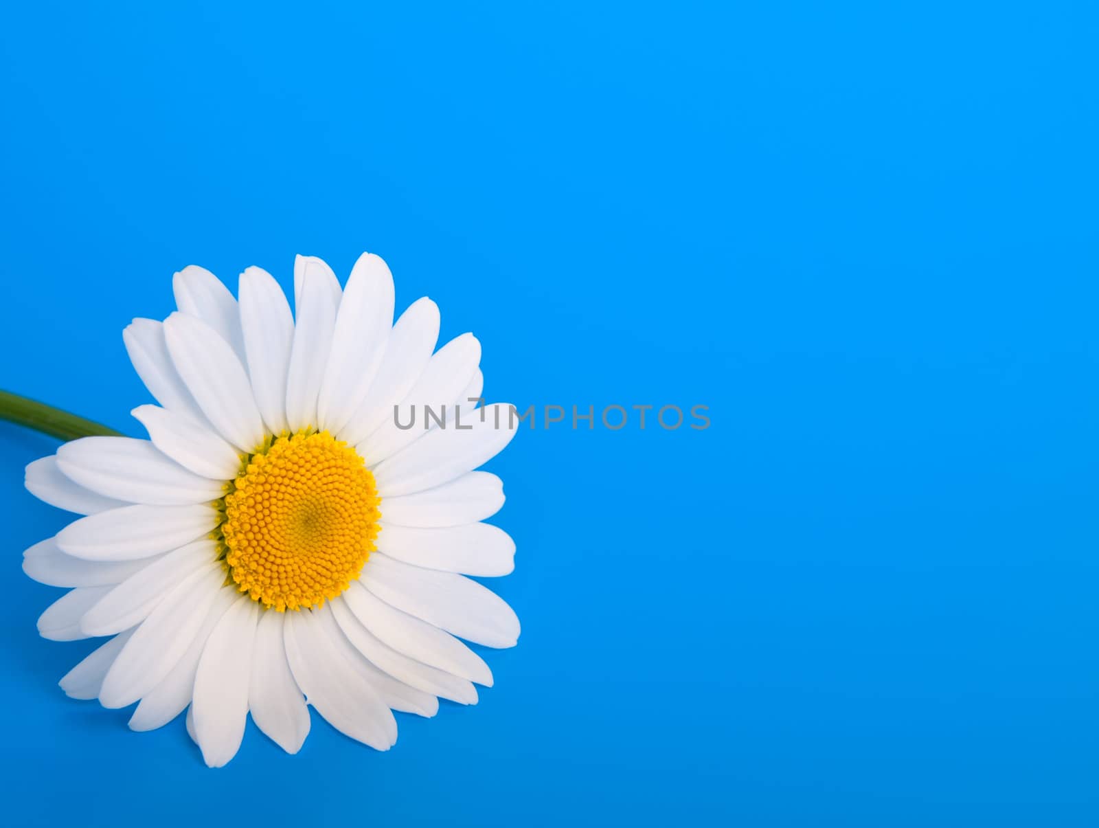 camomile on blue background  by motorolka