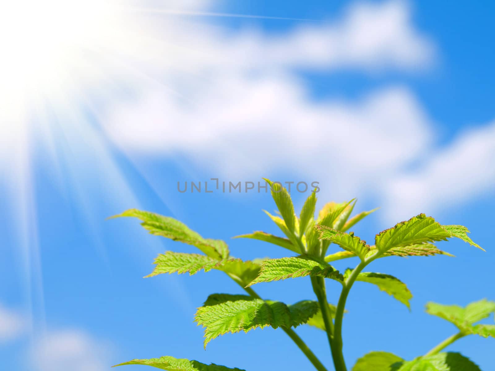 green sprout on blue sky 