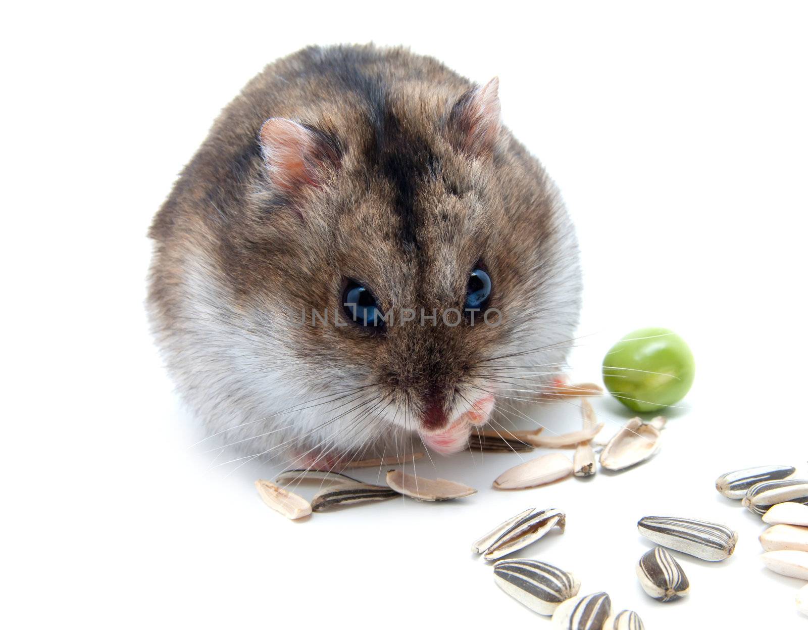 Dwarf hamster clicks sunflower seeds on white background 