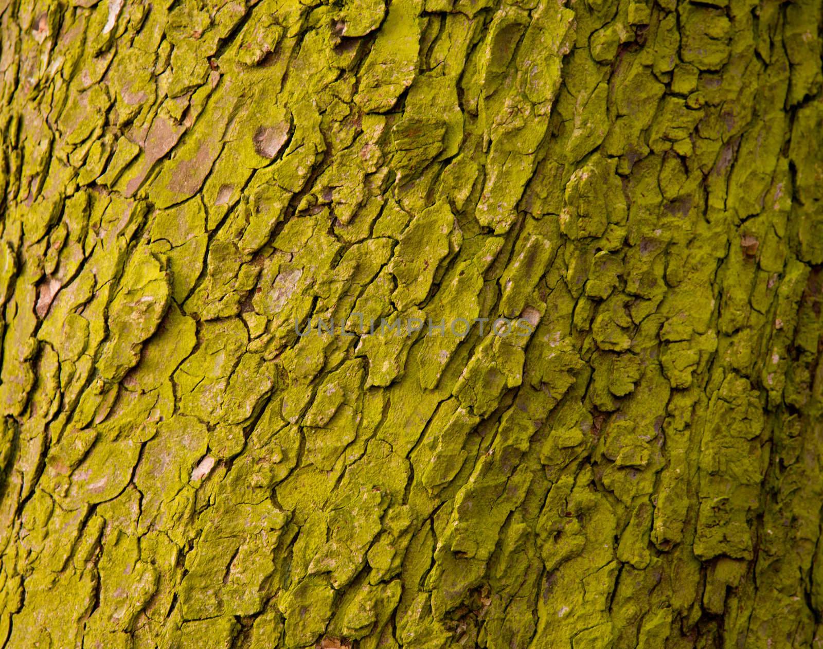 Close up of bark on tree trunk covered in green mossy lichen