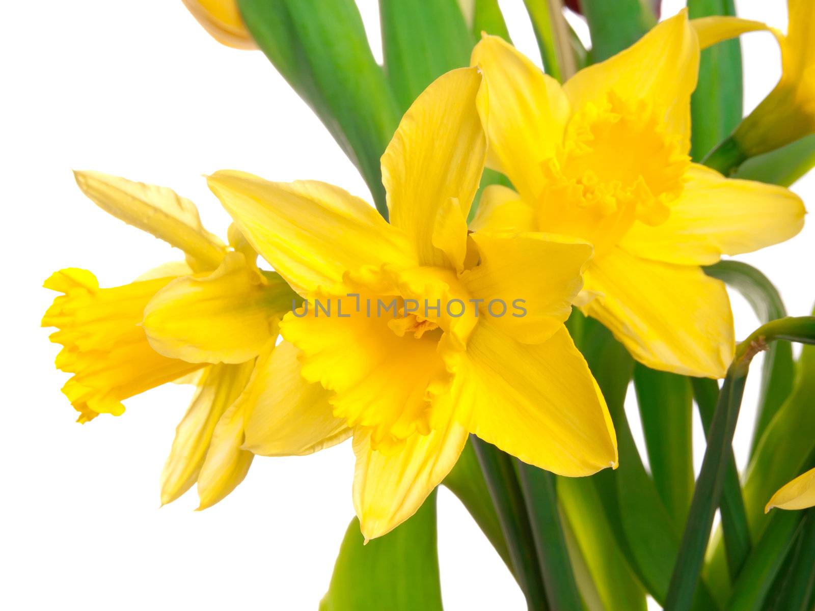 Yellow spring narcissus, isolated on white background 