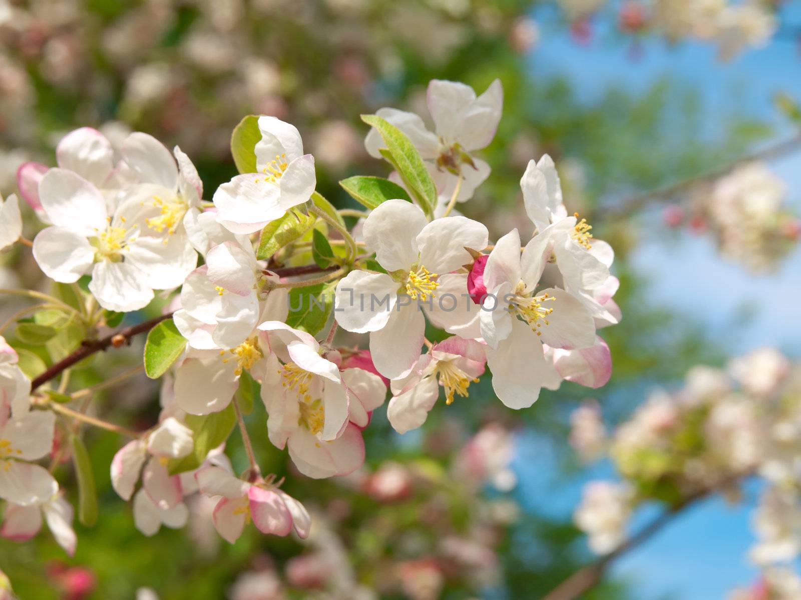 Branch blossoming apple-tree in the spring 