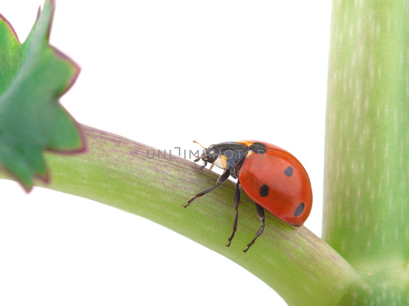 ladybug on a plant, isolated on white background 