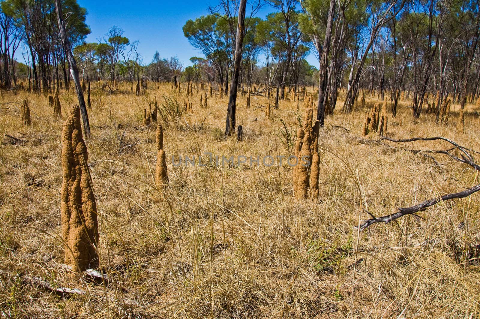 termite mounts in the australian outback, Northern territory