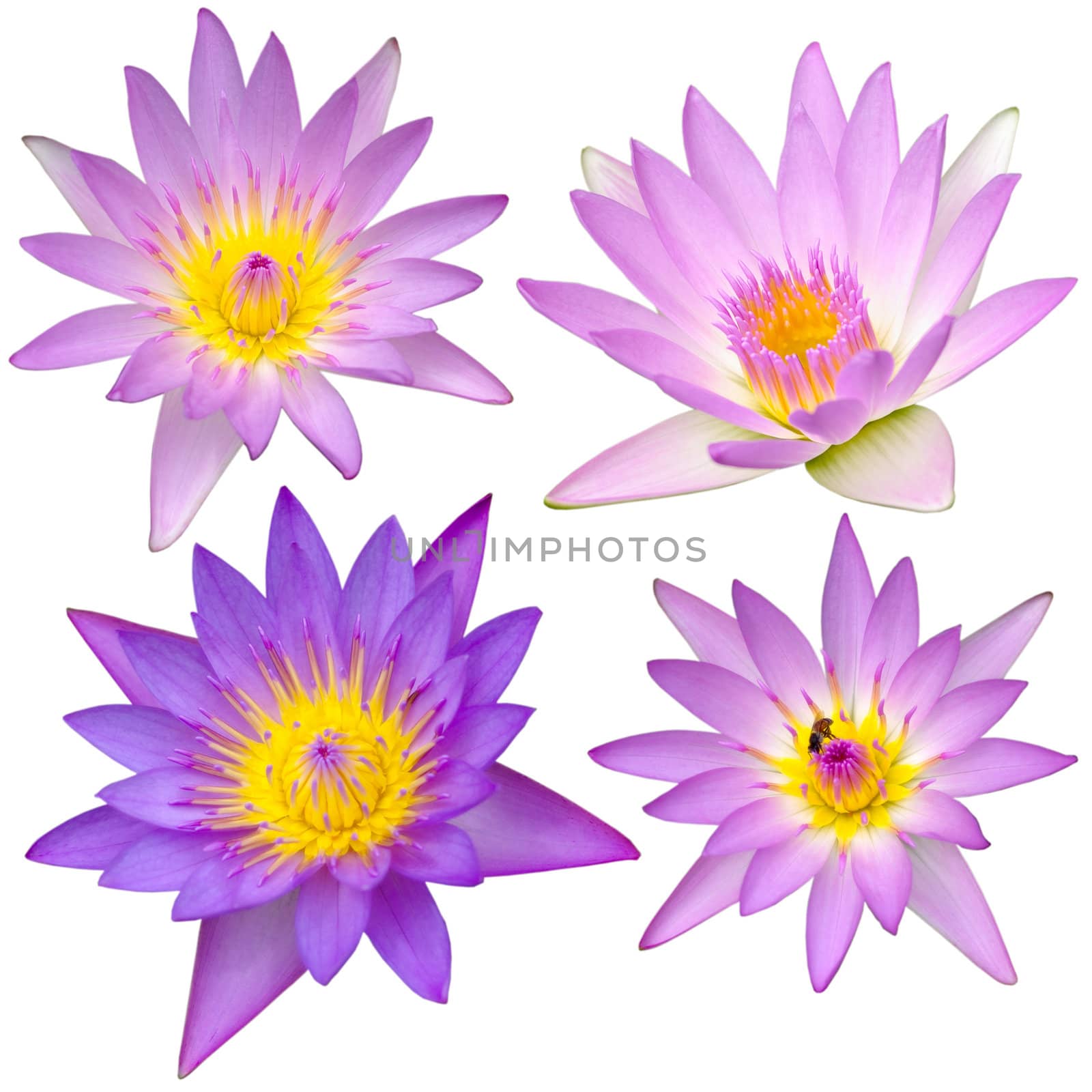 Collection of beautiful lotus flower isolated by pixbox77