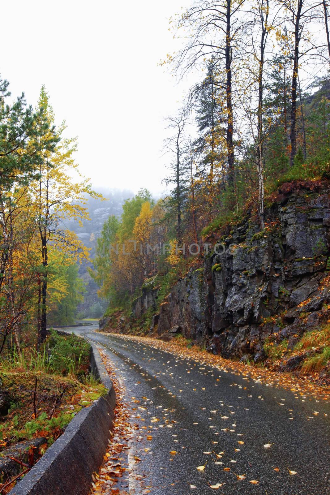 A winding road in autumn colors on a foggy day