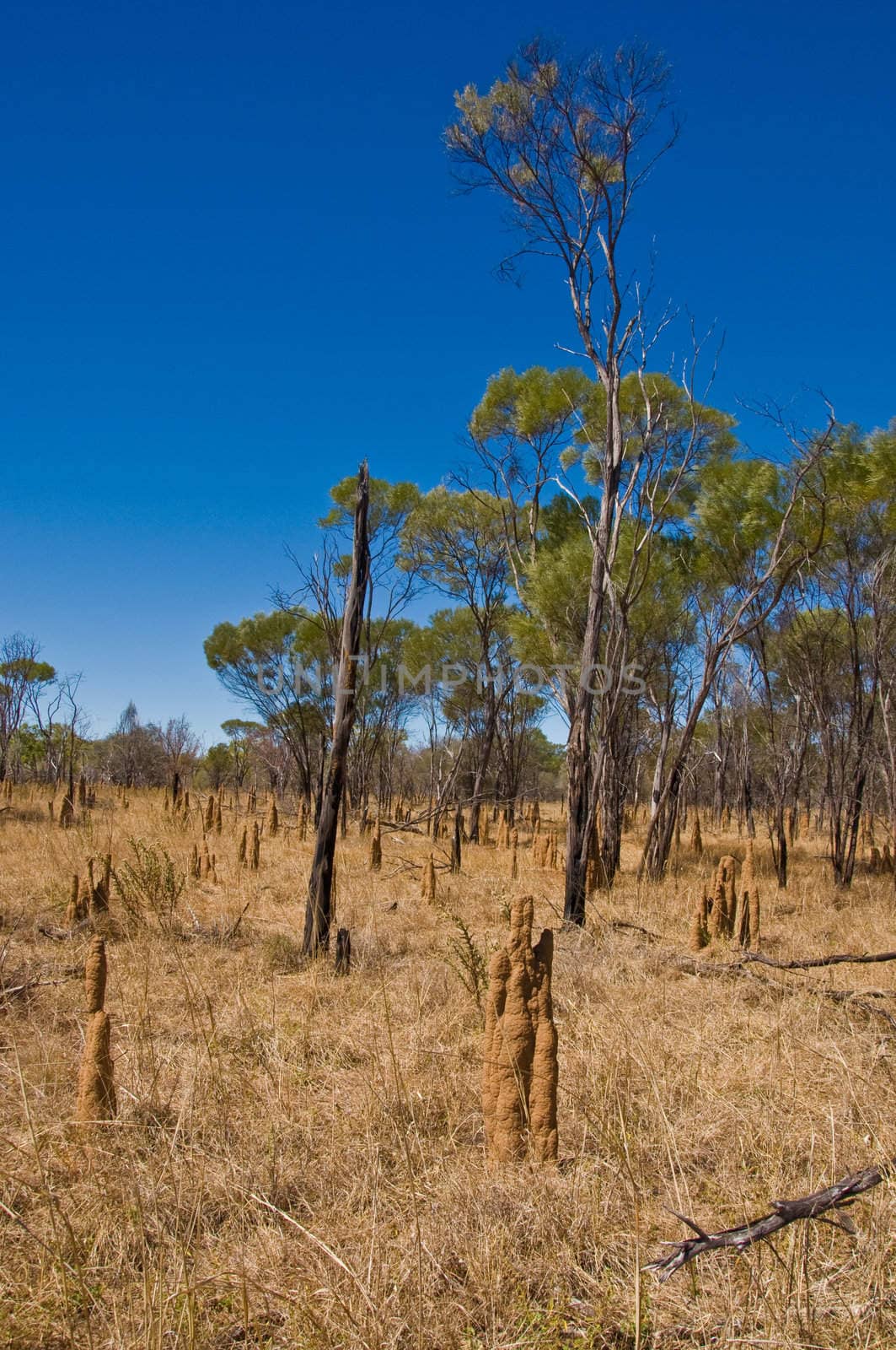 termite mounts in the australian outback, Northern territory