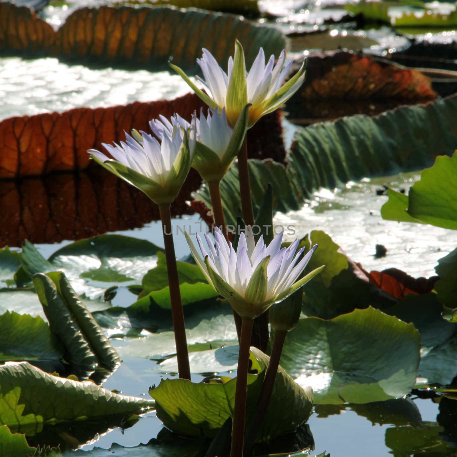 beautiful water lily in pond with green leaves