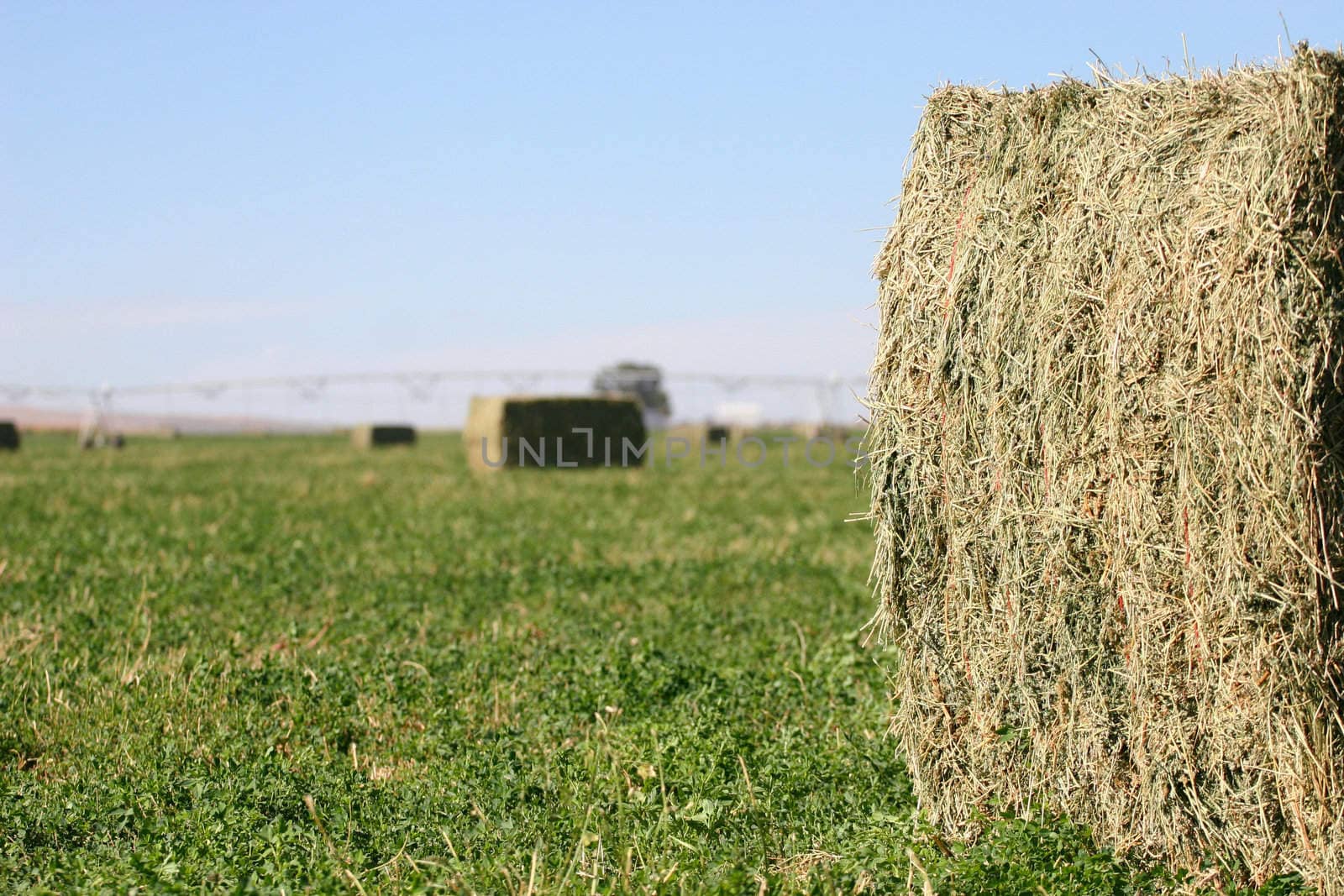 Bales of hay still sitting in field