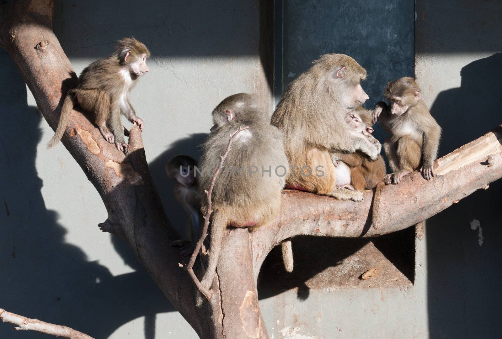 Family of baboon monkeys taking a sun bath outdoor