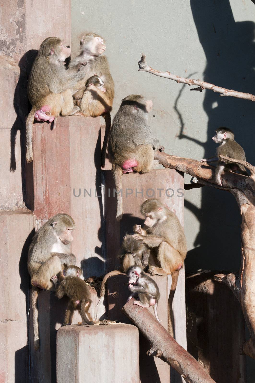 Family of baboon monkeys taking a sun bath outdoor
