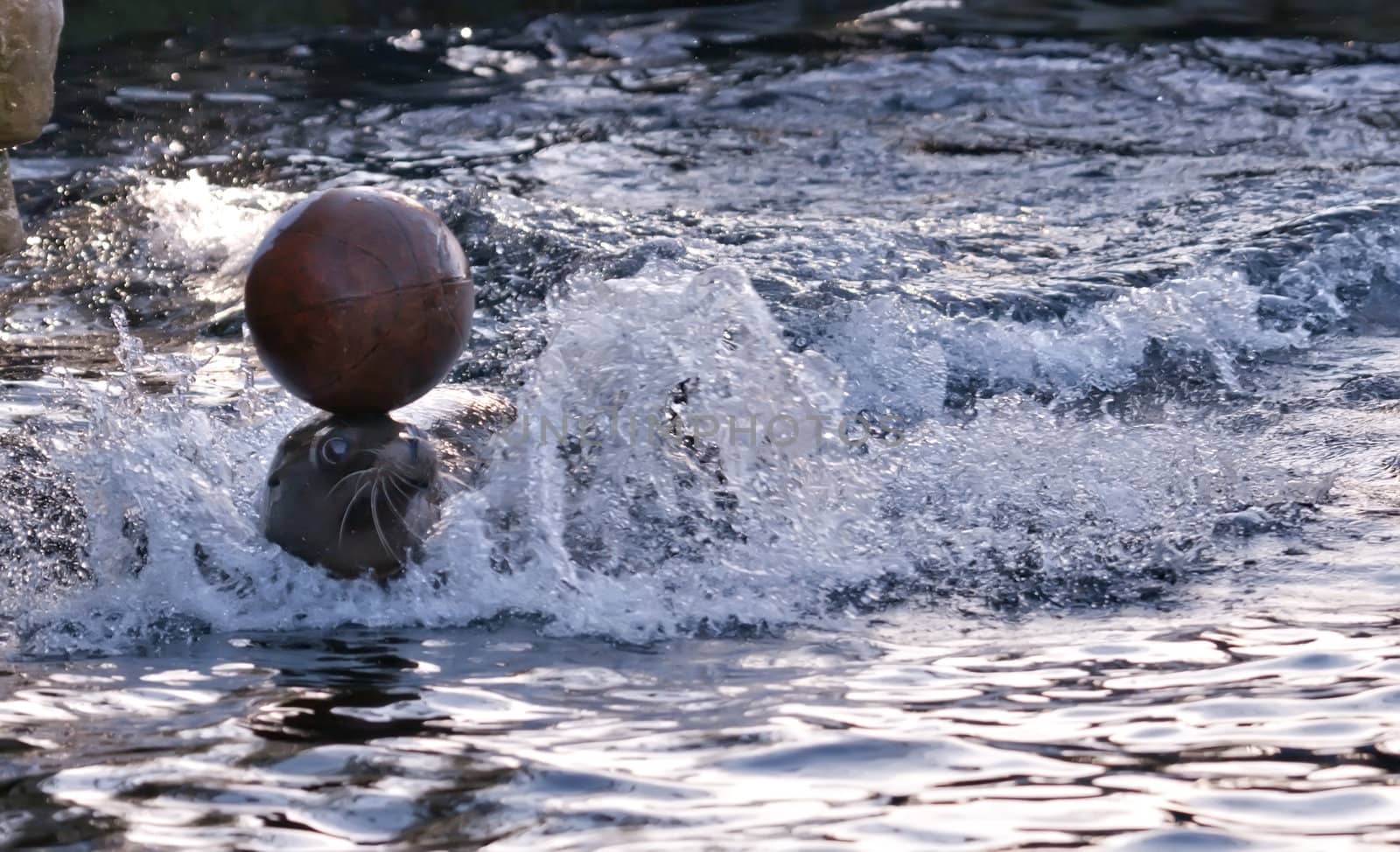 Sealion playing with a basket ball in water