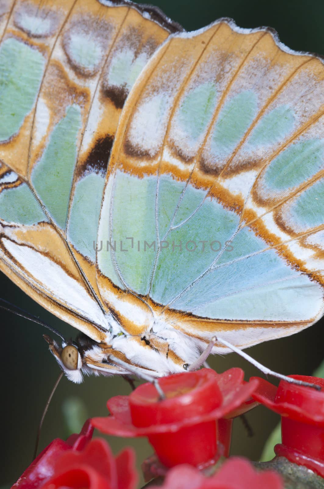 Macro of a tropical butterfly sucking sugar liquid from an artificial flower