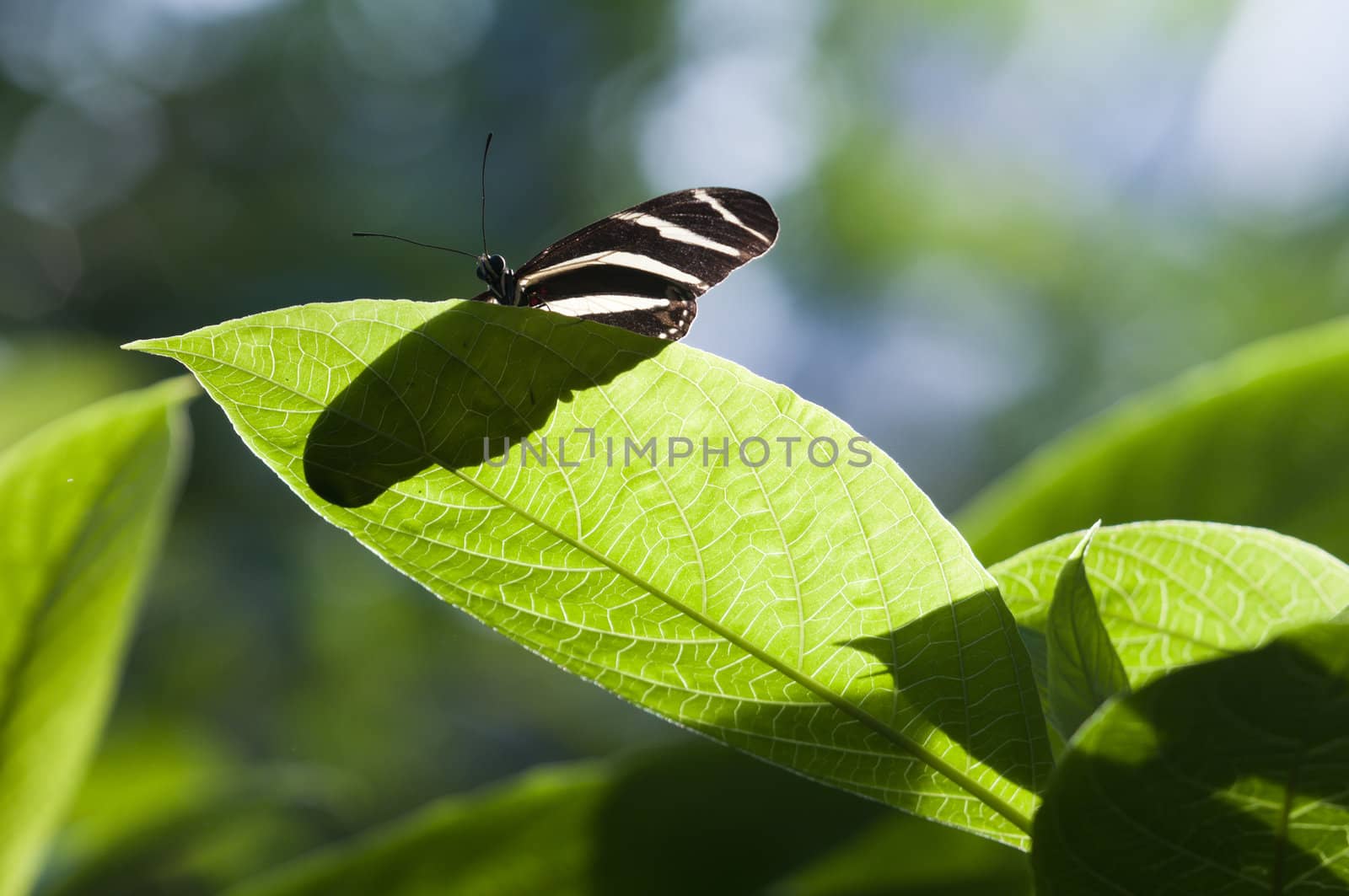 Tropical Butterfly basking in the sun on a leaf