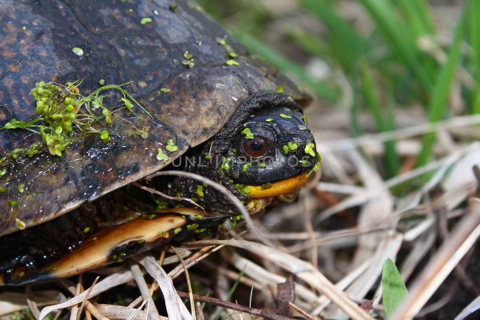 Blandings Turtle (Emydoidea blandingii) by Wirepec