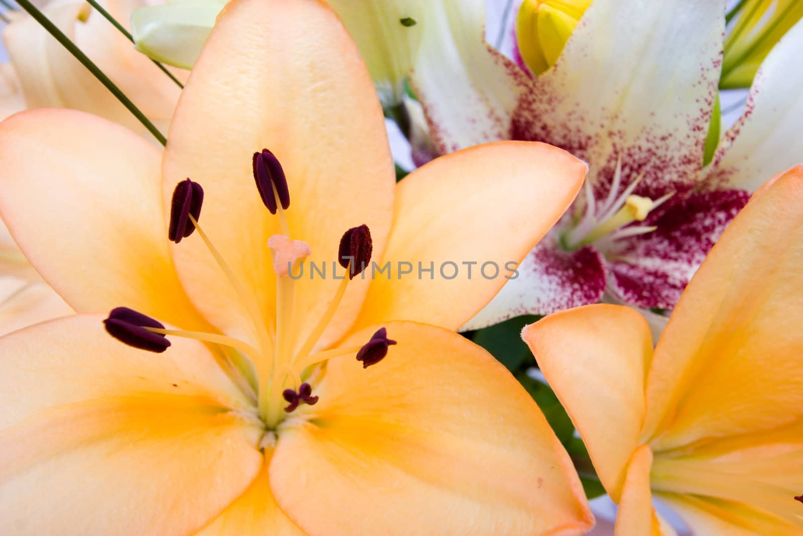 Colourful Arangement of Flowers Closeup