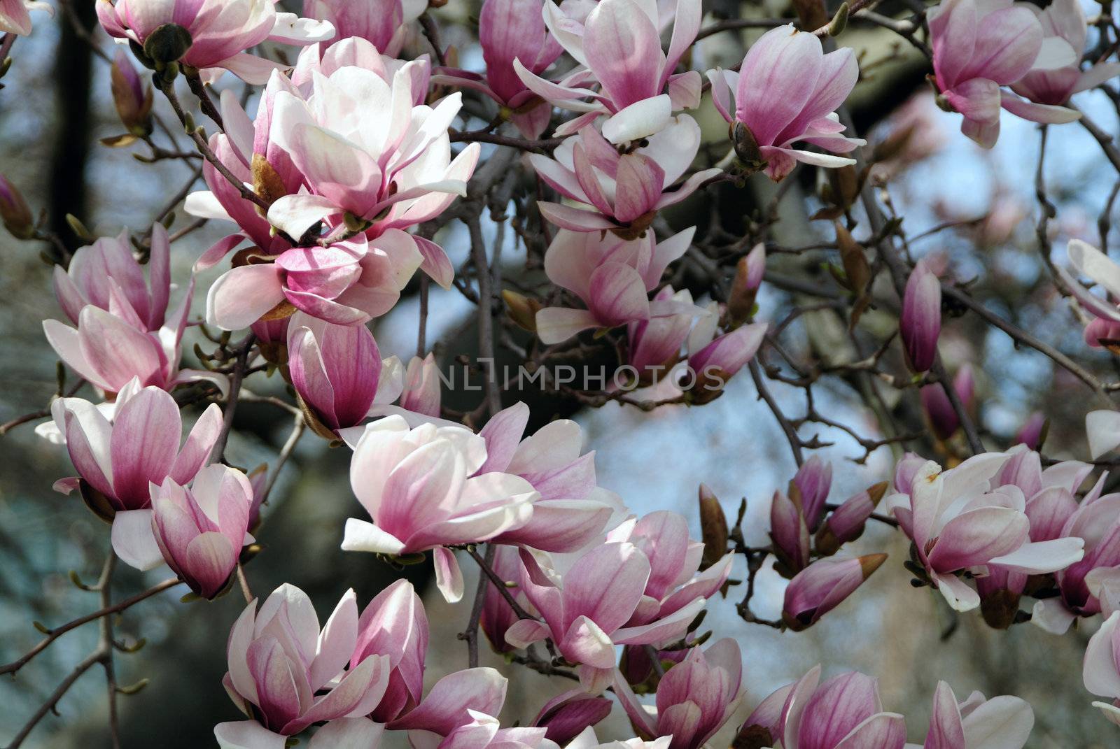 Cherry blossoms at the arrival of the spring season