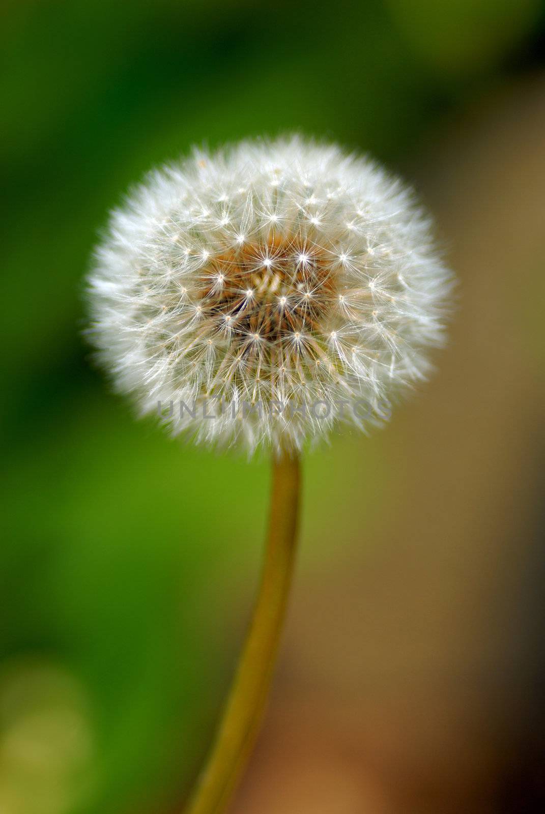closeup shot of a dandelion in full bloom