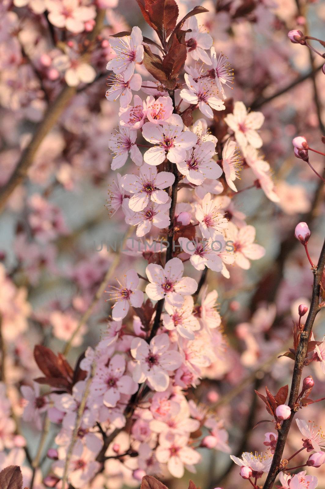 Cherry blossoms at the arrival of the spring season