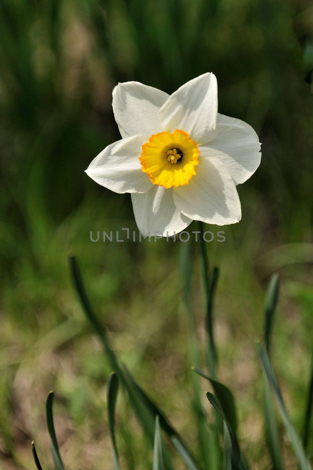 Daffodils by pazham