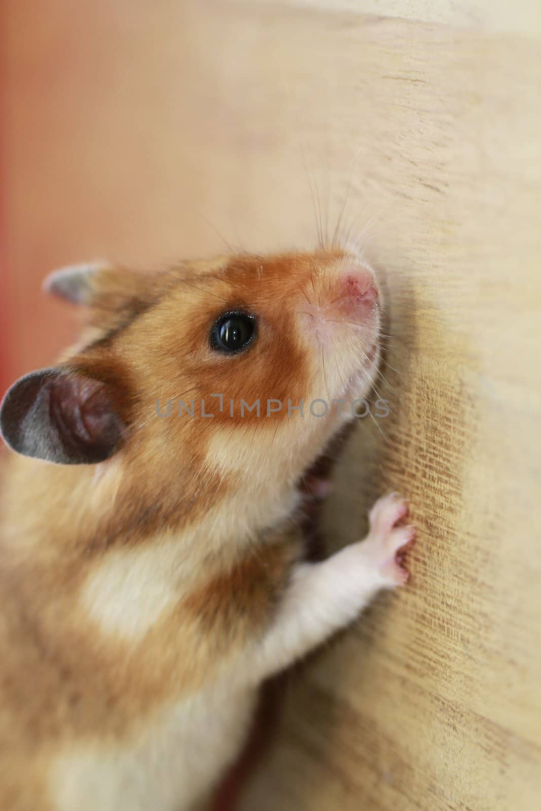 hamster