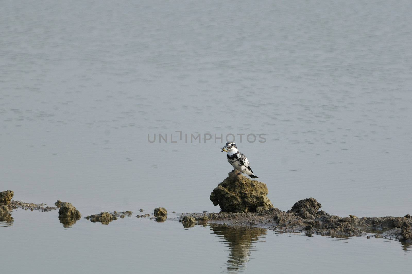 Pied kingfisher with the fish captured for food