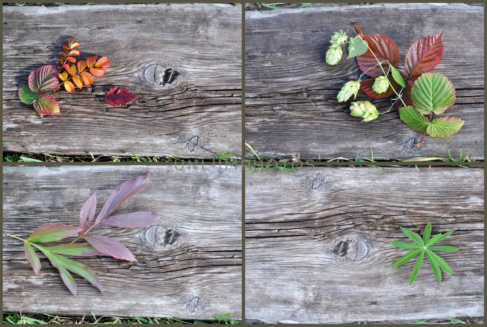 Plants on an old wooden board, natural background, set