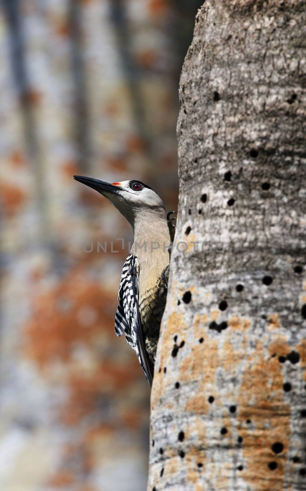 West Indian Woodpecker (Melanerpes superciliaris) .  Cuba